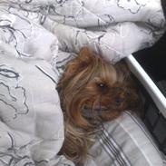 Yorkshire terrier Frk. Molly Beauty