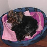 Yorkshire terrier Frk. Molly Beauty