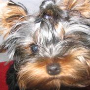 Yorkshire terrier Frk. Molly Beauty