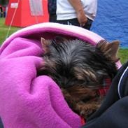 Yorkshire terrier Frk. Molly Beauty