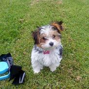 Blanding af racer Silke