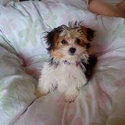 Blanding af racer Silke