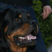 Rottweiler Kenzo