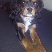 Cavalier king charles spaniel Speedy Kenzo