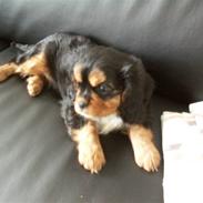 Cavalier king charles spaniel Speedy Kenzo