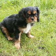 Cavalier king charles spaniel Speedy Kenzo
