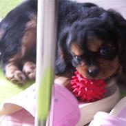 Cavalier king charles spaniel Speedy Kenzo