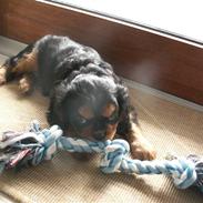 Cavalier king charles spaniel Speedy Kenzo