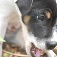 Blanding af racer Rufus