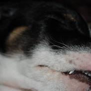 Blanding af racer Rufus