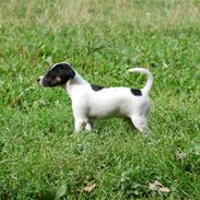 Blanding af racer Rufus