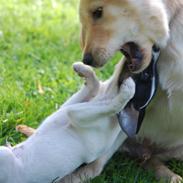 Blanding af racer Rufus