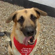 Blanding af racer Lucas