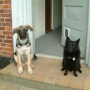 Blanding af racer Lucas