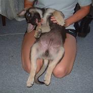 Blanding af racer Lucas