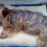 Yorkshire terrier Honey