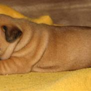 Fransk bulldog Radeau Atos *Loui*