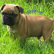 Fransk bulldog Radeau Atos *Loui*