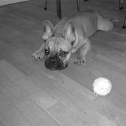 Fransk bulldog Radeau Atos *Loui*