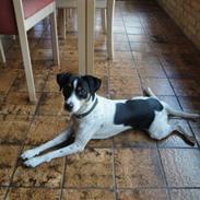 Dansk svensk gaardhund Gibson *solgt*