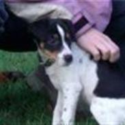 Dansk svensk gaardhund Gibson *solgt*