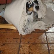 Dansk svensk gaardhund Gibson *solgt*