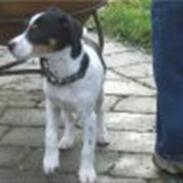 Dansk svensk gaardhund Gibson *solgt*