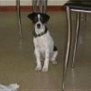 Dansk svensk gaardhund Gibson *solgt*