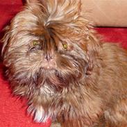 Shih tzu Thea