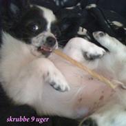 Papillon skrubbe