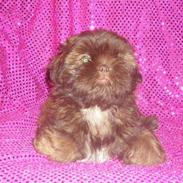 Shih tzu Thea