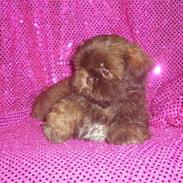 Shih tzu Thea