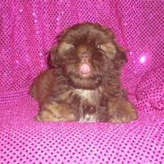 Shih tzu Thea