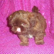 Shih tzu Thea