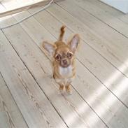 Chihuahua Lui
