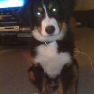 Berner sennenhund Chili