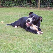 Amerikansk staffordshire terrier Tarzan