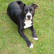 Amerikansk staffordshire terrier Tarzan