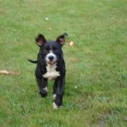 Amerikansk staffordshire terrier Tarzan