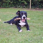 Amerikansk staffordshire terrier Tarzan