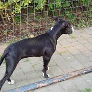 Amerikansk staffordshire terrier Tarzan