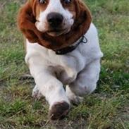 Basset hound Bobass Ninka