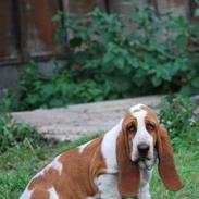 Basset hound Bobass Ninka