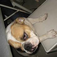 Engelsk bulldog Didde