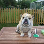 Engelsk bulldog Didde