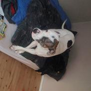 Blanding af racer Tyson Charlie Barse