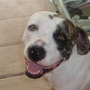 Blanding af racer Tyson Charlie Barse