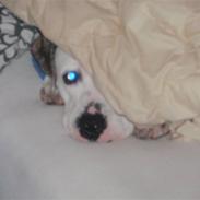 Blanding af racer Tyson Charlie Barse