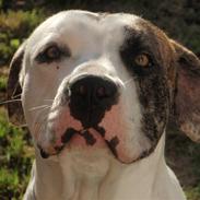 Blanding af racer Tyson Charlie Barse