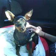 Prazsky krysarik Elly